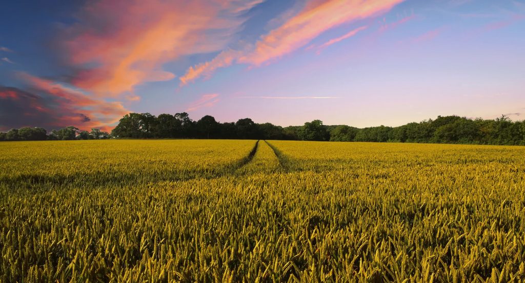 GH Sheldon, Goodness baked in